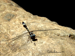 Macrothemis pseudimitans