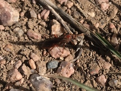 Spilichneumon