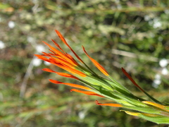Castilleja minor stenantha