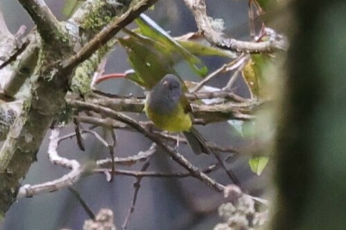 Grey-hooded Bush Tanager (Cnemoscopus rubrirostris), photo 2