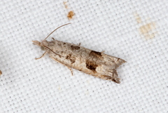 Spilonota constrictana