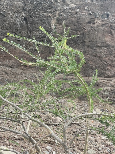 Image of Adelia brandegeei by (c) Sula Vanderplank, some rights reserved (CC BY)