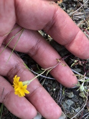 Chaenactis glabriuscula