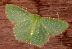 Eucyclodes metaspila