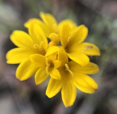 Chaenactis glabriuscula