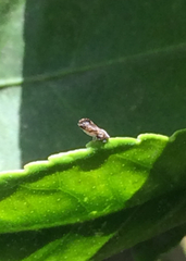 Diaphorina citri