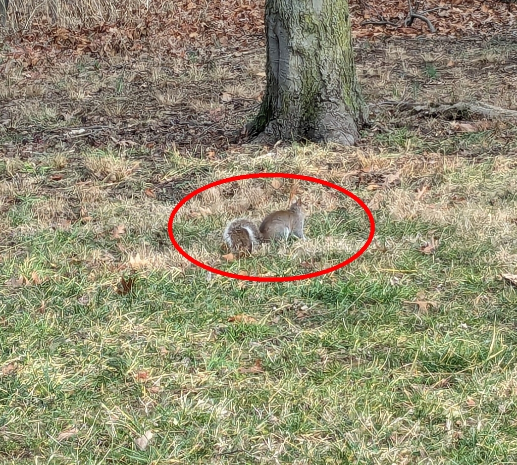 Eastern Gray Squirrel from Boulevard Manor, Arlington, VA, USA on