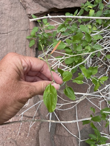 Image of Justicia palmeri by (c) Sula Vanderplank, some rights reserved (CC BY)