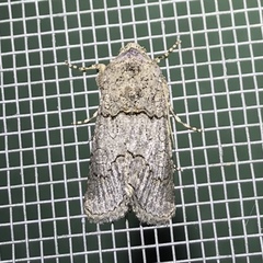 Sympistis perscripta