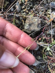 Chaenactis glabriuscula