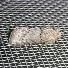 Sympistis perscripta