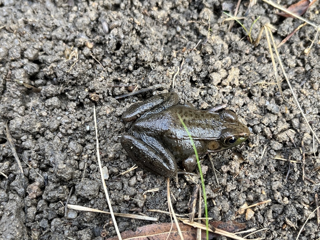 Green Frog in December 2023 by Matthew · iNaturalist