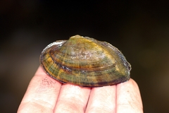 Alasmidonta marginata