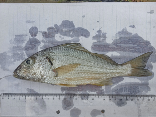 Elongate grunt (Haemulopsis elongatus) — Haemulidae — 5