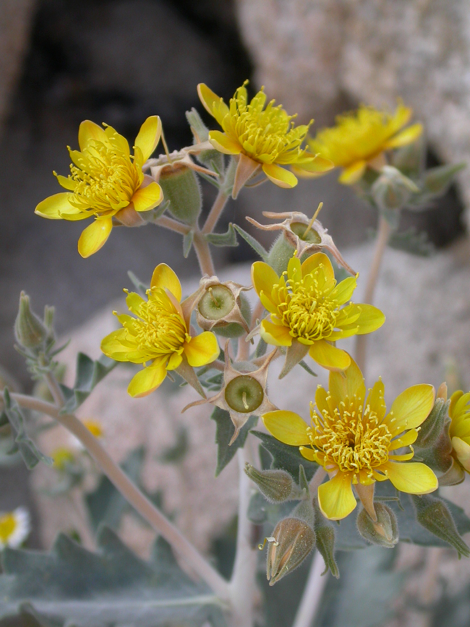 Mentzelia puberula