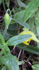 Calochortus pulchellus