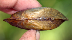 Alasmidonta marginata