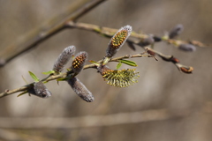 Salix miyabeana