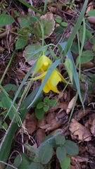 Calochortus pulchellus