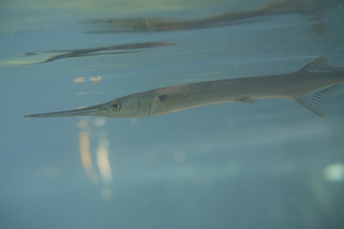 Spottail needlefish (Strongylura urvillii) — Belonidae