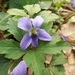 Viola × ravida - Photo (c) Tara Bauman,  זכויות יוצרים חלקיות (CC BY-NC), הועלה על ידי Tara Bauman