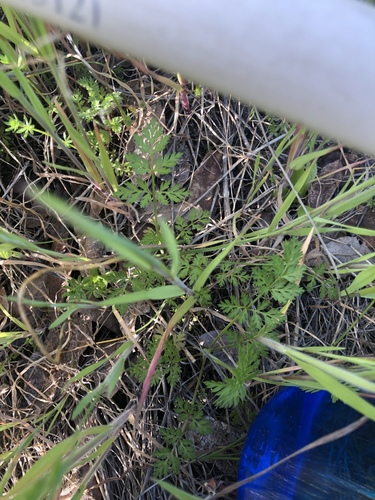 iNaturalist observation photo of Plants