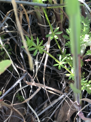 iNaturalist observation photo of bedstraws