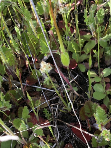 iNaturalist observation photo of dot-seed plantain
