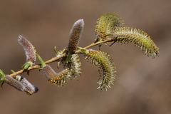 Salix miyabeana