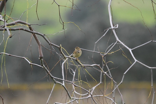 Pipit farlouse