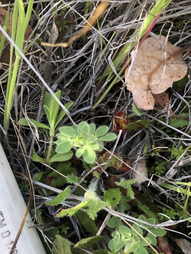 iNaturalist observation photo of Dicots
