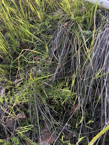 iNaturalist observation photo of Dicots