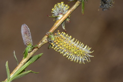 Salix miyabeana