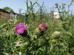 Cirsium