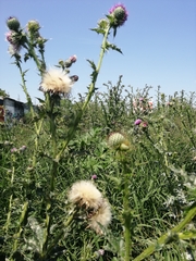 Cirsium