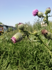 Cirsium
