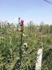 Cirsium