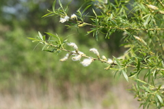 Salix miyabeana