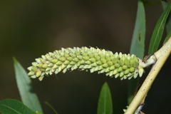 Salix miyabeana