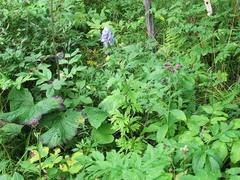 Aconitum taigicola