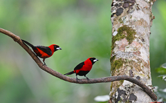 Ramphocelus nigrogularis