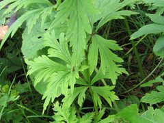 Aconitum taigicola