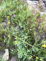 Acmispon wrangelianus