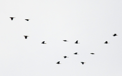 Psarocolius angustifrons