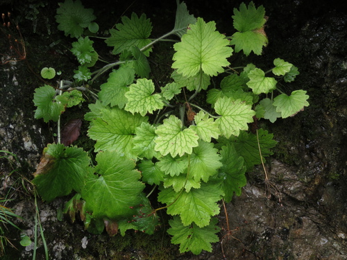 kortúza Mattioliho (Primula matthioli)