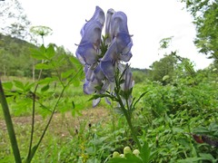Aconitum taigicola
