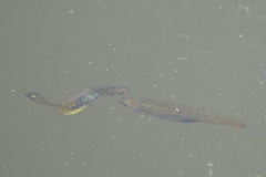 Girardinichthys multiradiatus