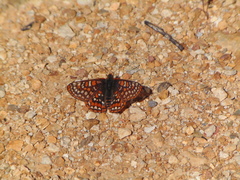 Euphydryas editha quino