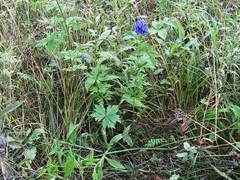 Aconitum taigicola