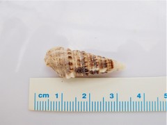 Cerithium atratum image